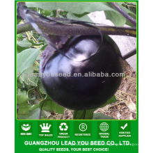 JE07 ranghöchste schwarze runde Aubergine-Samen, hybride Auberginensamen